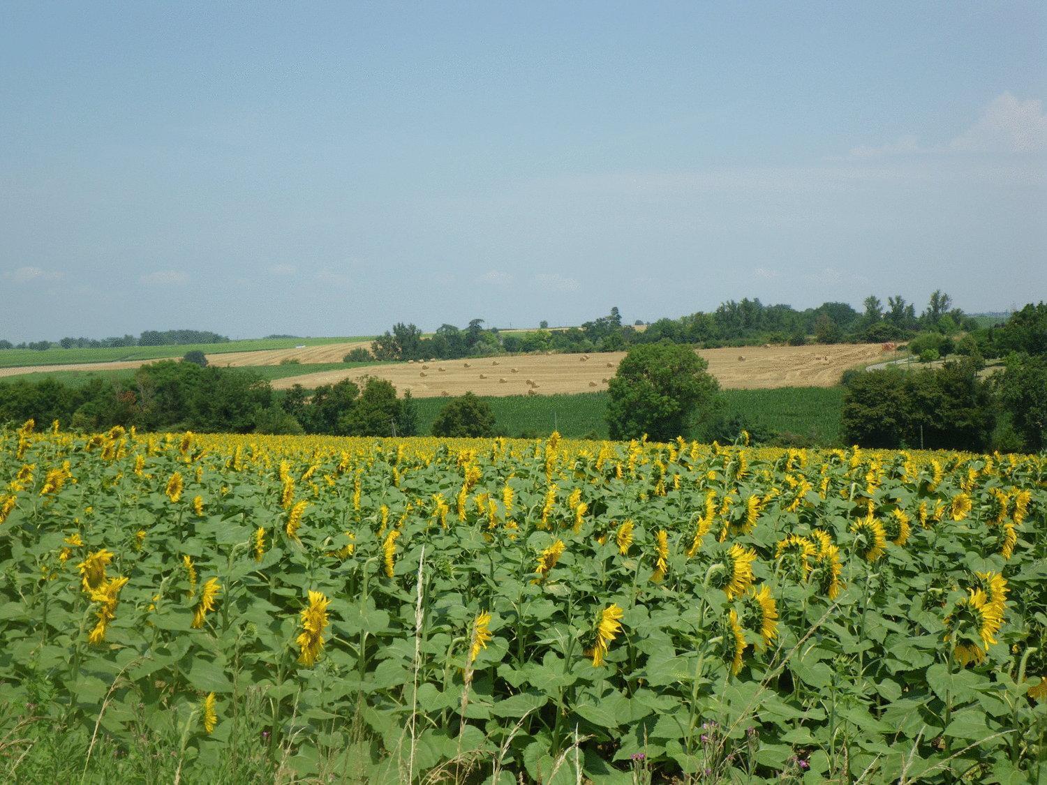Chateau De Fourcès Zewnętrze zdjęcie